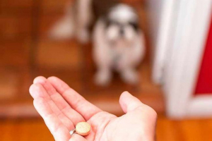 7 Prirodno umirujuće za pse 7 Prirodno umirujuće za pse